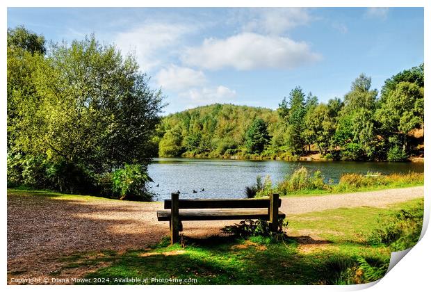 Cannock Chase Seat Print by Diana Mower