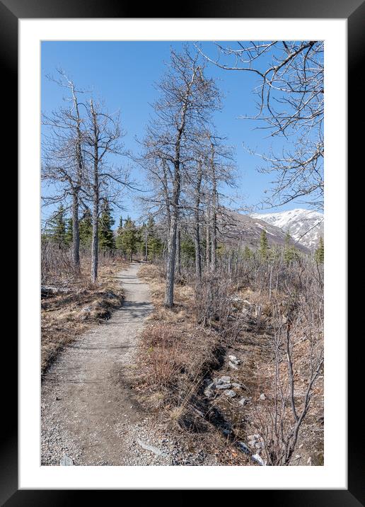 Savage Alpine Trail in Denali National Park, Alaska, USA Framed Mounted Print by Dave Collins