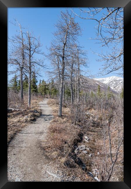 Savage Alpine Trail in Denali National Park, Alaska, USA Framed Print by Dave Collins