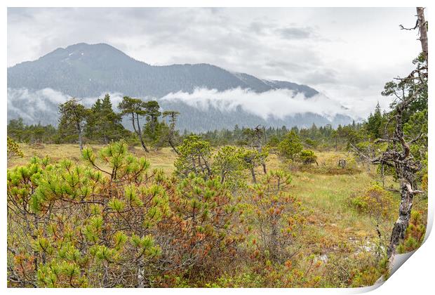 The Petersburg muskeg (Peat Bog) with clouds skirting the mountains behind, Alaska, USA Print by Dave Collins