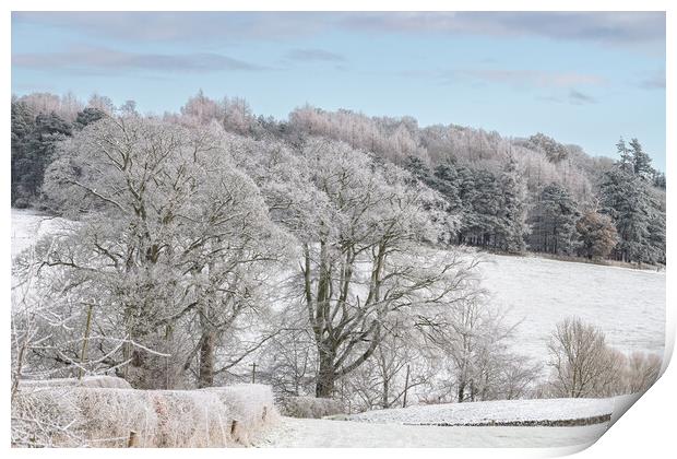 Snow Covered trees and fields in the Scottish Borders Print by Dave Collins