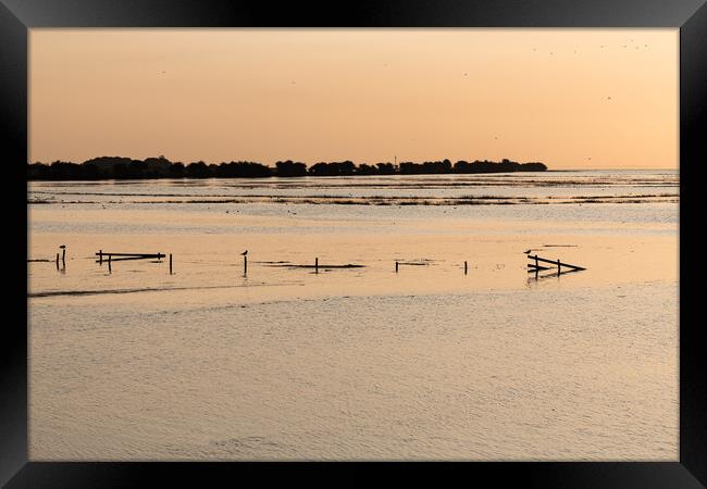 High Tide with birds sitting on fence posts in the Wash at Frampton Marsh, Lincolnshire, England Framed Print by Dave Collins