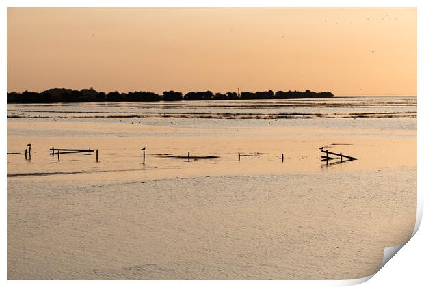 High Tide with birds sitting on fence posts in the Wash at Frampton Marsh, Lincolnshire, England Print by Dave Collins