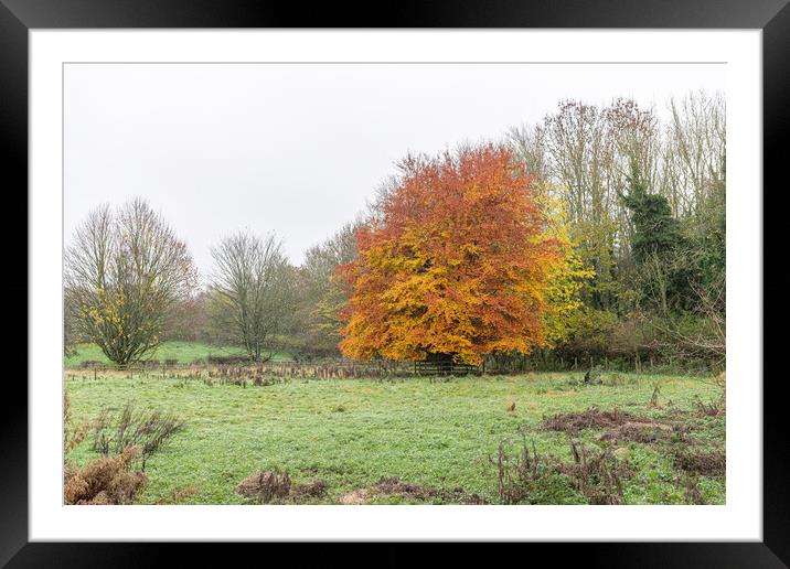 Tree in full autumn colours in the Scottish Borders, UK Framed Mounted Print by Dave Collins