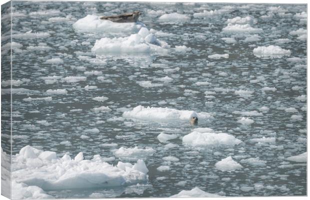 Harbour Seal in an ice flow in its natural environment, College Fjord, Alaska, USA Canvas Print by Dave Collins