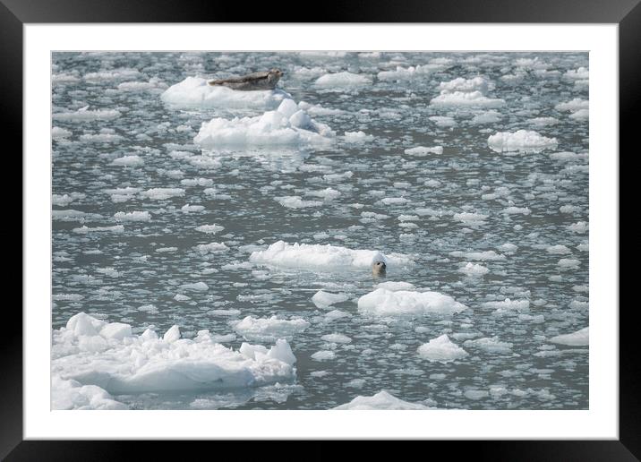Harbour Seal in an ice flow in its natural environment, College Fjord, Alaska, USA Framed Mounted Print by Dave Collins