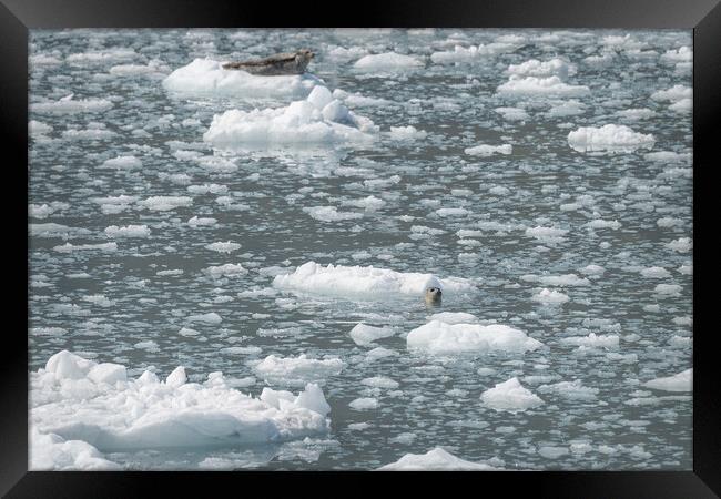 Harbour Seal in an ice flow in its natural environment, College Fjord, Alaska, USA Framed Print by Dave Collins