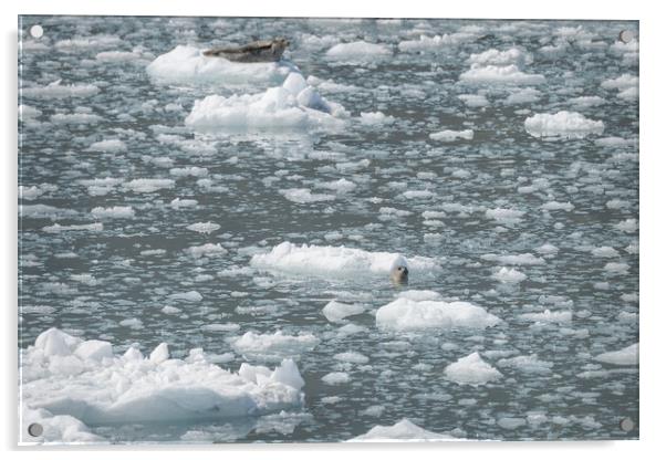 Harbour Seal in an ice flow in its natural environment, College Fjord, Alaska, USA Acrylic by Dave Collins