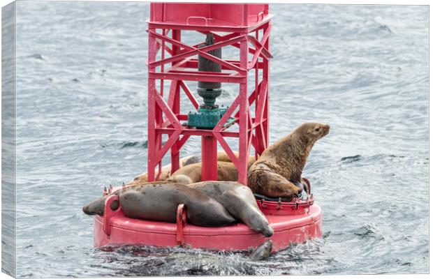 Steller Sea lions resting and calling on a Shipping Light Buoy in Sitka, Alaska, USA Canvas Print by Dave Collins