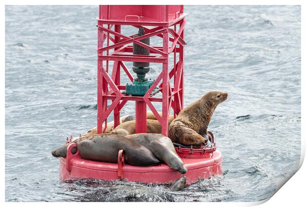 Steller Sea lions resting and calling on a Shipping Light Buoy in Sitka, Alaska, USA Print by Dave Collins