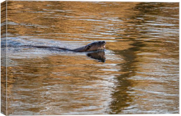 Otter In The Teviot River in early morning sun in the Scottish Borders, UK Canvas Print by Dave Collins