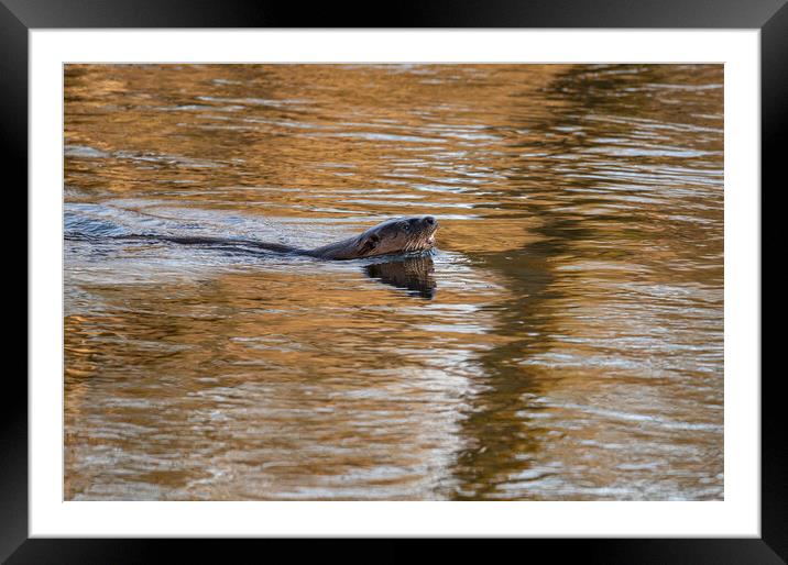 Otter In The Teviot River in early morning sun in the Scottish Borders, UK Framed Mounted Print by Dave Collins
