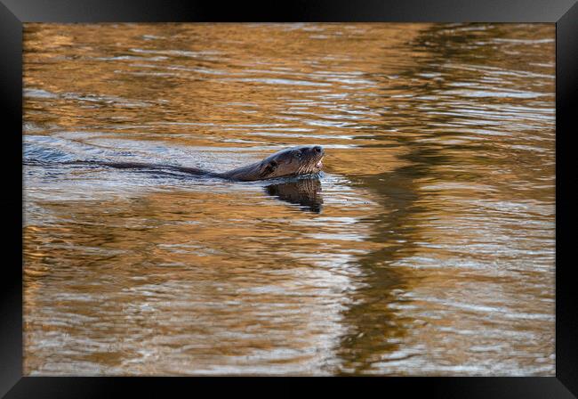Otter In The Teviot River in early morning sun in the Scottish Borders, UK Framed Print by Dave Collins