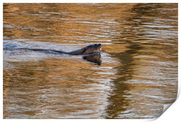 Otter In The Teviot River in early morning sun in the Scottish Borders, UK Print by Dave Collins