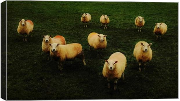Sheep in a field Canvas Print by ANDY MORROW