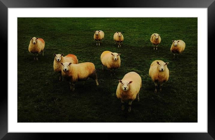 Sheep in a field Framed Mounted Print by ANDY MORROW