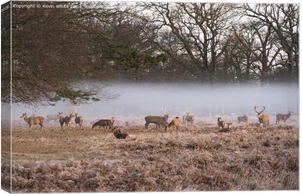 Deer in the hovering mist Canvas Print by Kevin White