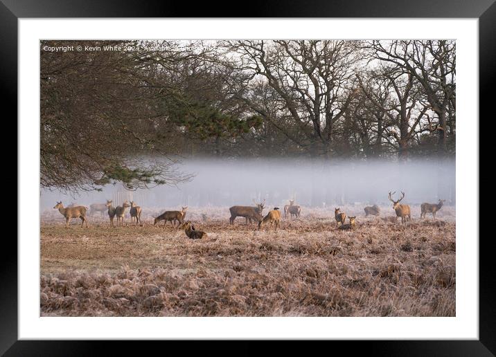 Deer in the hovering mist Framed Mounted Print by Kevin White