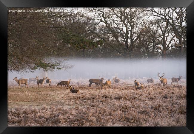 Deer in the hovering mist Framed Print by Kevin White