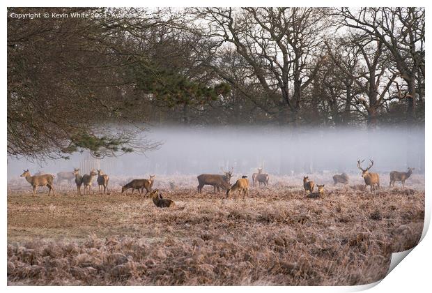 Deer in the hovering mist Print by Kevin White