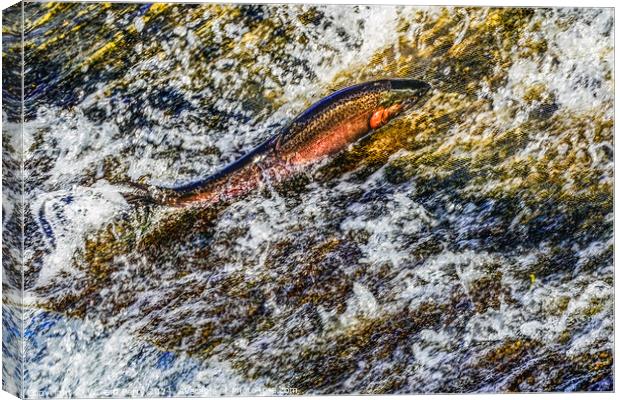 Colorful Pink Salmon Jumping Dam Issaquah Creek Wahington  Canvas Print by William Perry