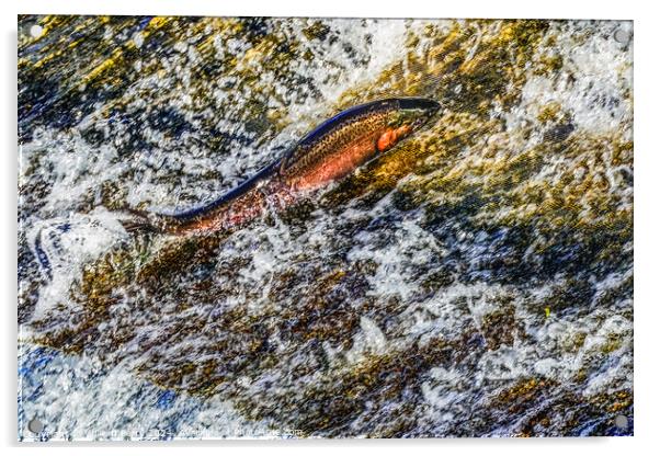 Colorful Pink Salmon Jumping Dam Issaquah Creek Wahington  Acrylic by William Perry