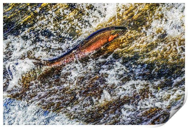 Colorful Pink Salmon Jumping Dam Issaquah Creek Wahington  Print by William Perry