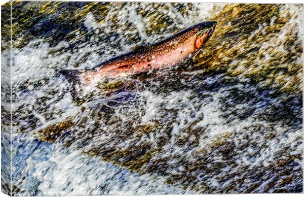 Colorful Pink Salmon Jumping Dam Issaquah Creek Washington  Canvas Print by William Perry