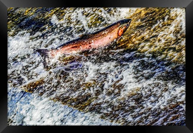 Colorful Pink Salmon Jumping Dam Issaquah Creek Washington  Framed Print by William Perry
