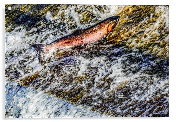 Colorful Pink Salmon Jumping Dam Issaquah Creek Washington  Acrylic by William Perry