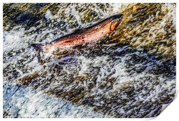 Colorful Pink Salmon Jumping Dam Issaquah Creek Washington  Print by William Perry