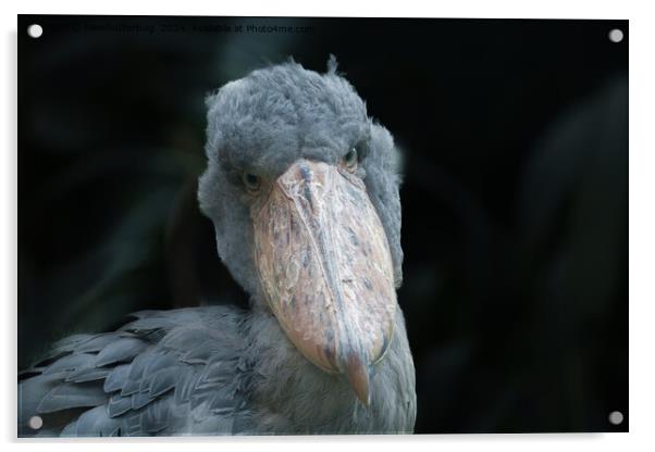 Shoebill's Charm Acrylic by rawshutterbug 