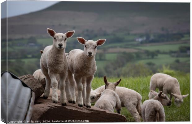 Welsh Lambs - Brecon Beacons Canvas Print by Philip King