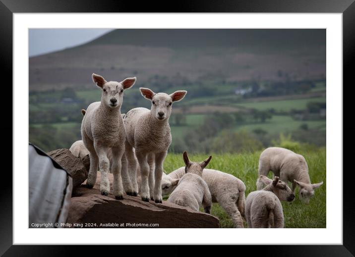 Welsh Lambs - Brecon Beacons Framed Mounted Print by Philip King