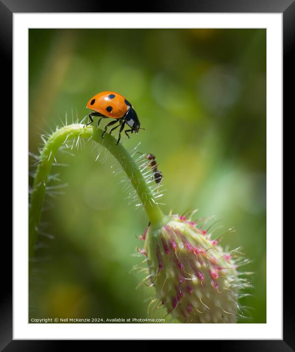 The Ladybird and the Ant  Framed Mounted Print by Neil McKenzie