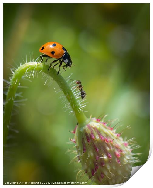 The Ladybird and the Ant  Print by Neil McKenzie