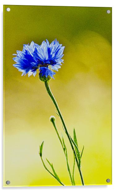 Cornflower Acrylic by Dawn Cox