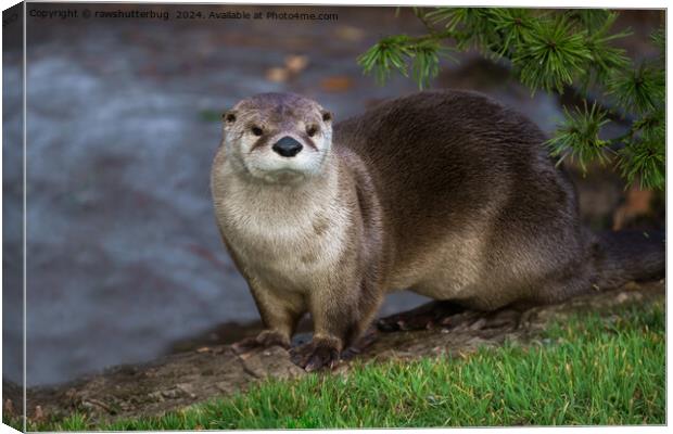 Adorable Otter on the Riverbank Canvas Print by rawshutterbug 