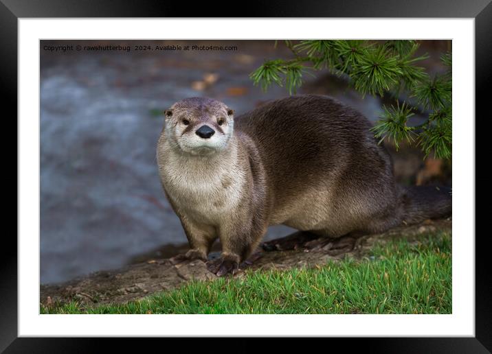 Adorable Otter on the Riverbank Framed Mounted Print by rawshutterbug 