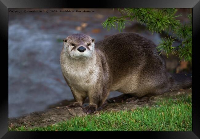 Adorable Otter on the Riverbank Framed Print by rawshutterbug 