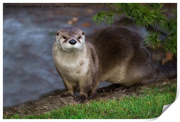 Adorable Otter on the Riverbank Print by rawshutterbug 