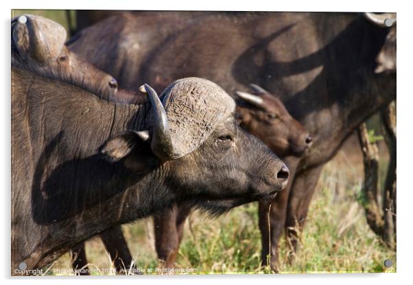 Cape Buffalo, Serengeti Acrylic by Philip Alexander