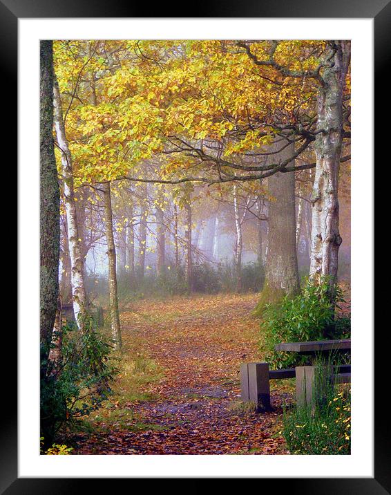 Misty Autumn Framed Mounted Print by Laura McGlinn Photog