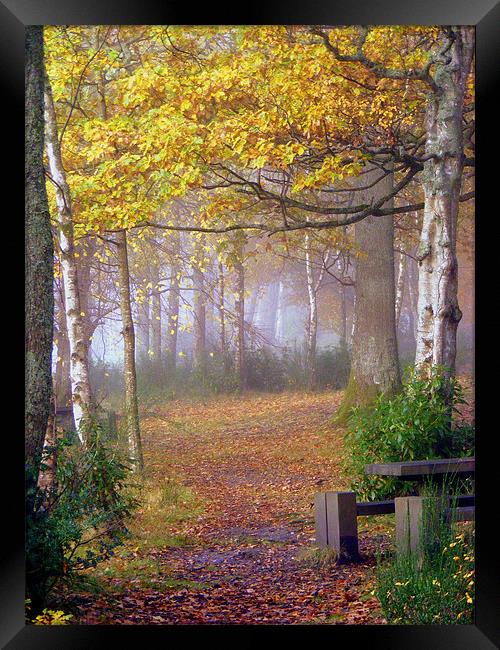 Misty Autumn Framed Print by Laura McGlinn Photog