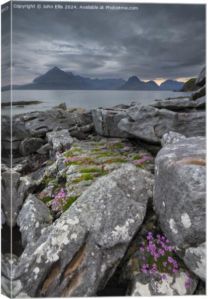 Sea Thrift Amongst Rocks Canvas Print by John Ellis