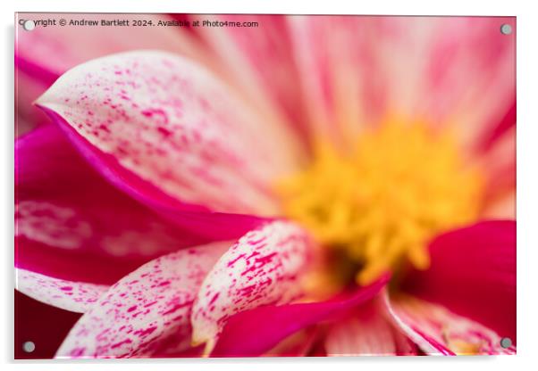 Macro of a pink Chrysanthemum Acrylic by Andrew Bartlett