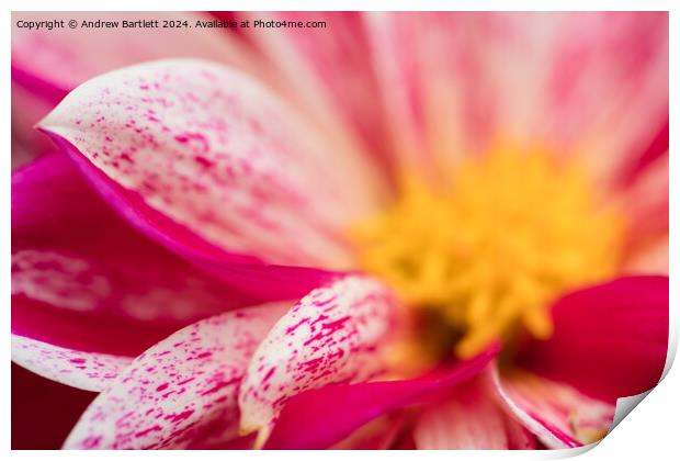 Macro of a pink Chrysanthemum Print by Andrew Bartlett
