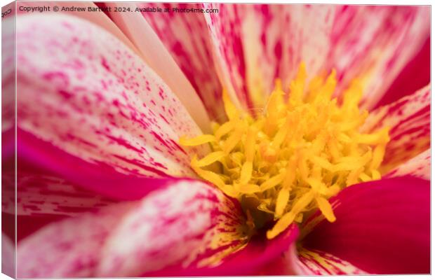 Macro of a pink Chrysanthemum Canvas Print by Andrew Bartlett