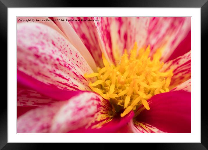 Macro of a pink Chrysanthemum Framed Mounted Print by Andrew Bartlett
