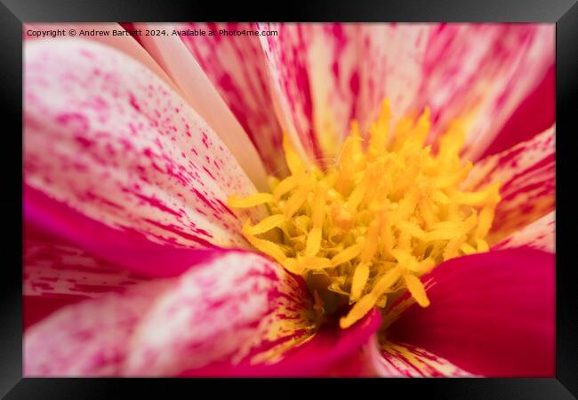 Macro of a pink Chrysanthemum Framed Print by Andrew Bartlett